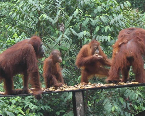 borneo indonesia tour packages