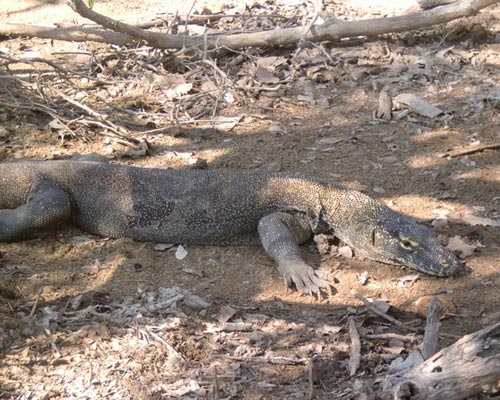 komodo indonesia tour packages