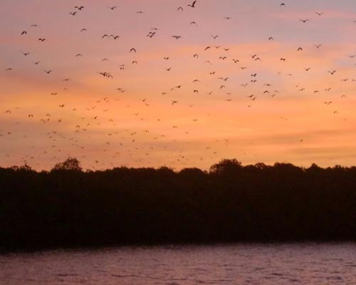 komodo indonesia tour packages