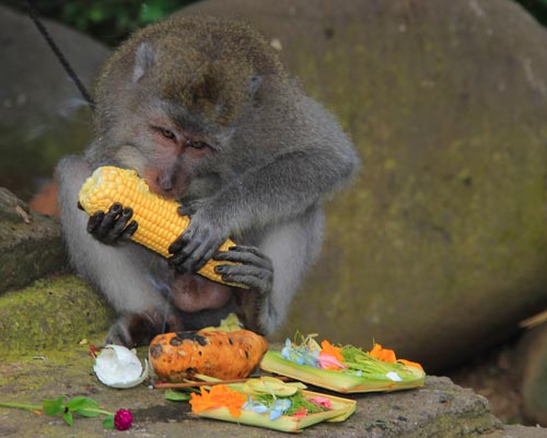 tour guide bali