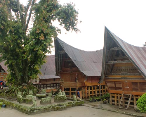 Sumatra Orangutan Viajar